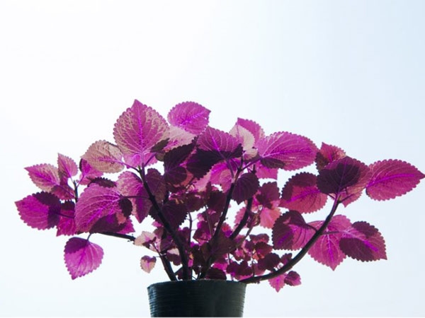 花卉攤位租賃-興隆花卉示范園為您普及室內養植物的好處。